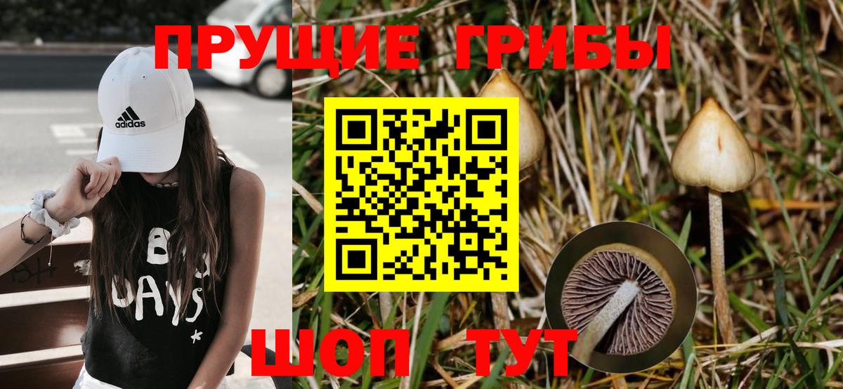 Галлюциногенные грибы прущие грибы Павлово